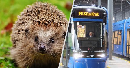 Kontrowersyjna budowa. Znaleziono truchła jeży. Policja o prowokacji
