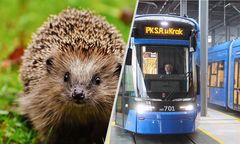 Kontrowersyjna budowa. Znaleziono truchła jeży. Policja o prowokacji