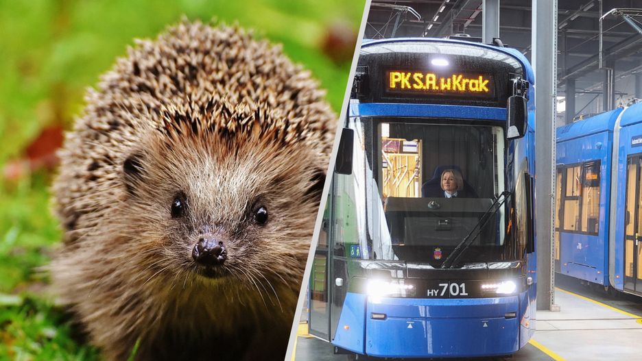 Martwe jeże na miejscu budowy linii tramwajowej