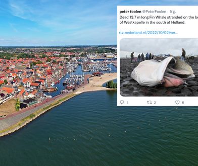 Holandia. 14-metrowy wieloryb wyrzucony na brzeg