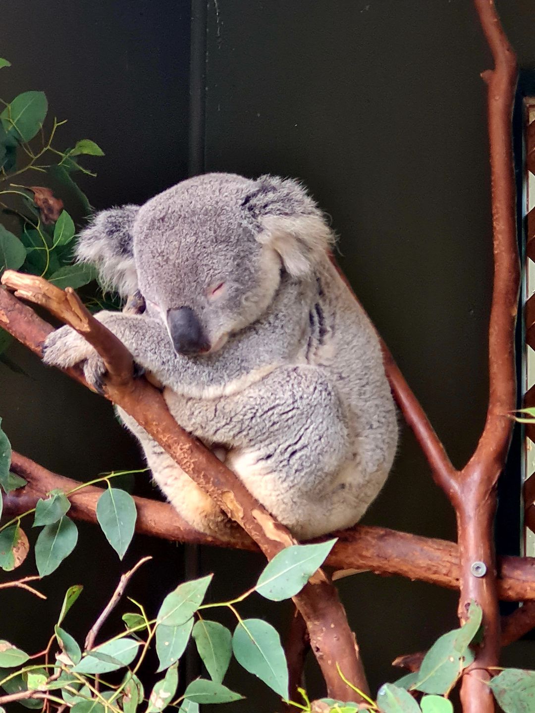 Koala australijski, symbol i "maskotka" Australii