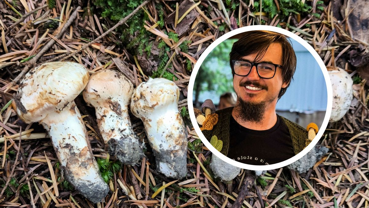 Mateusz Kubarek opowiada o polskich matsutake 
