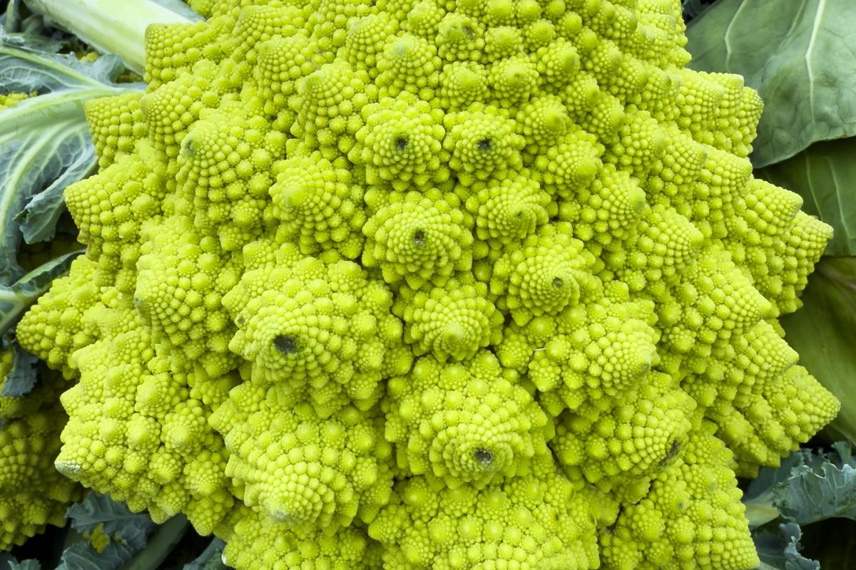 Kalafior romanesco to warzywo o intrygującym wyglądzie
