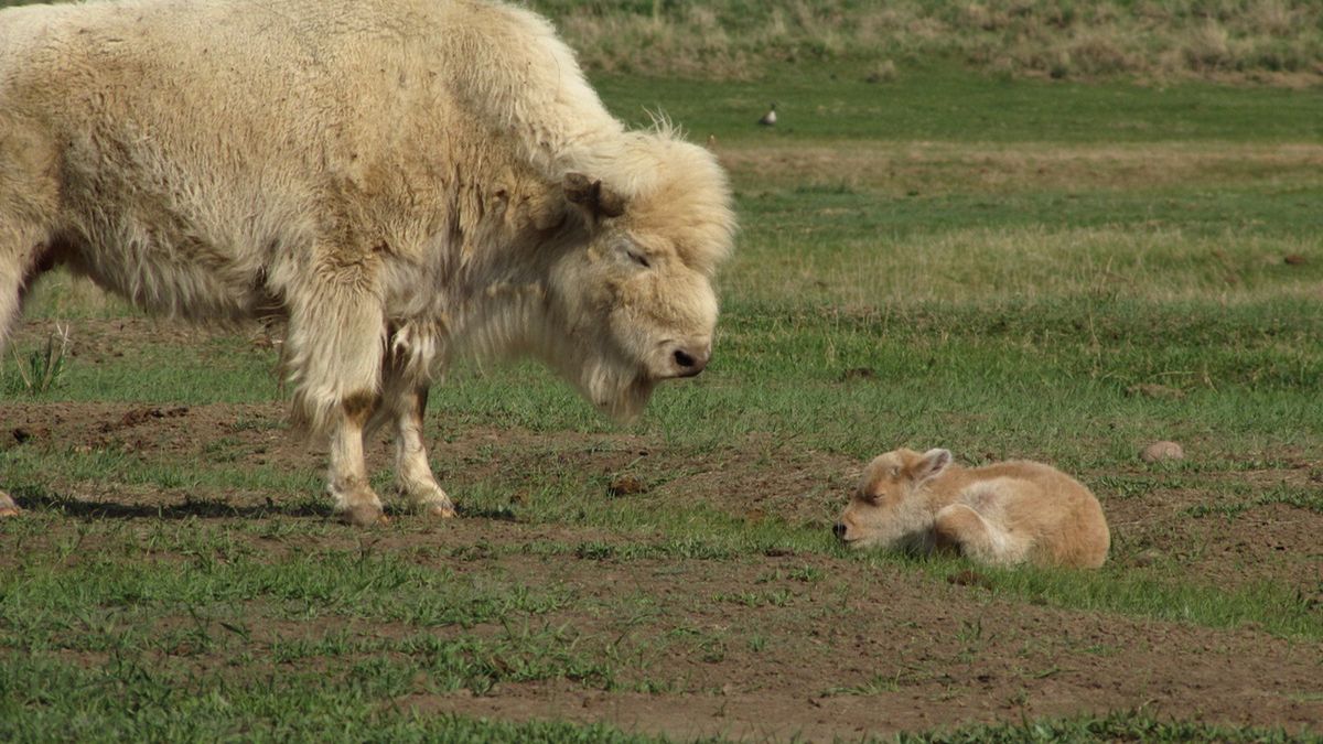 To ekstremalnie rzadki przypadek. Wyjątkowy bizon nazywa się Wyoming Hope