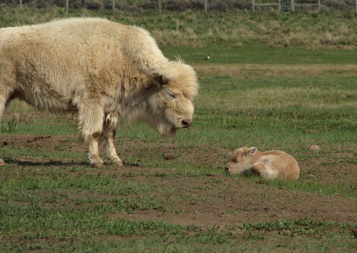 Extraordinary birth of a white bison captivates America: How Wyoming Hope became a national sensation