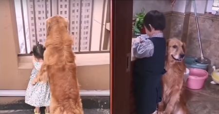 Pies dba o dziecko jak niańka. Układa do snu i okrywa kocem