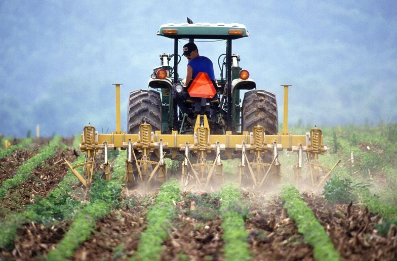 Polska w czołówce europejskich producentów ziemniaków, ale zbiory maleją