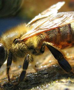 Broń biologiczna: od gniazd pszczół po listy z wąglikiem