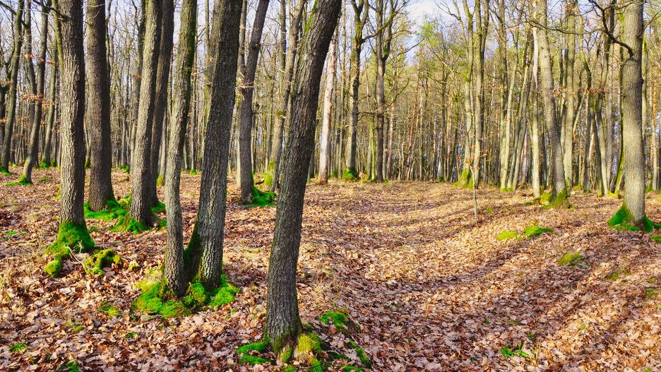 Rezerwat Przyrody "Wąwóz Lipa" - Park Krajobrazowy "Chełmy"