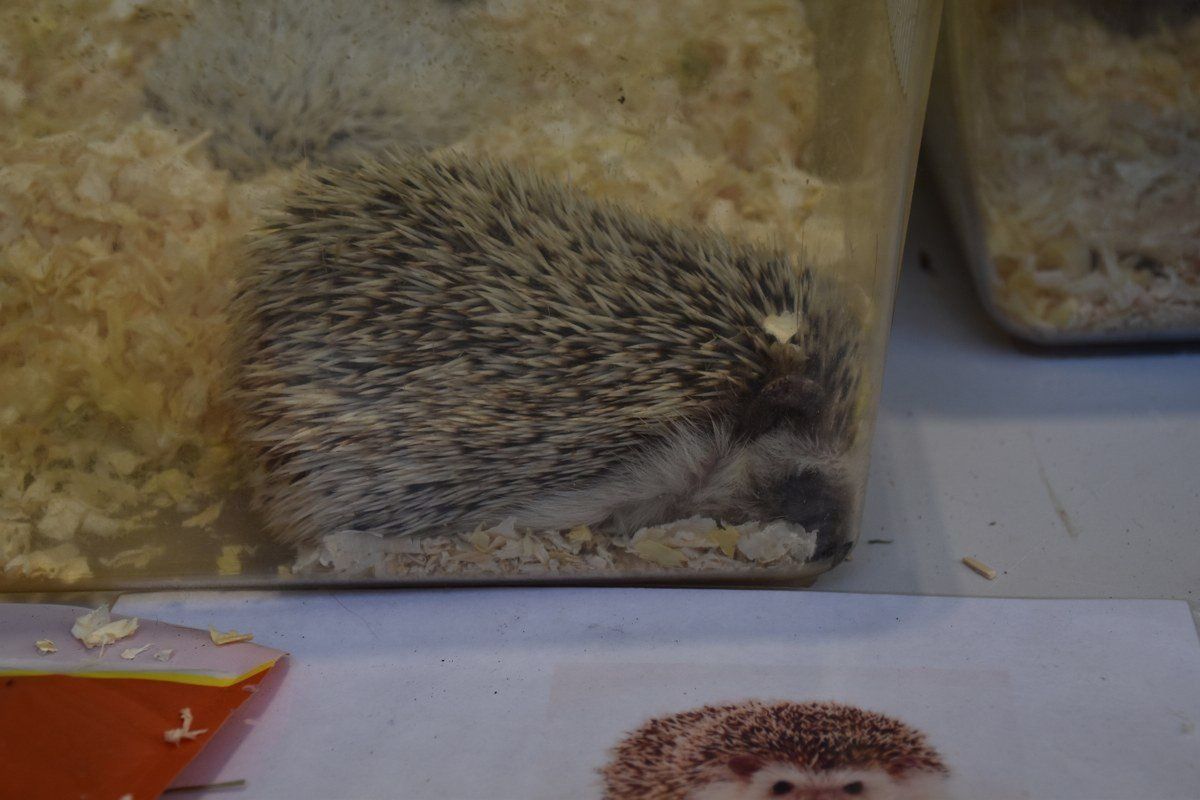 22.11.2025r. Egzotyczne pająki, kolorowe jaszczurki, węże, żaby, a także żółwie i wiele innych można podziwiać podczas Exoticarium - Targów Terrarystycznych, które przez cały weekend odbywają się w hali lekkoatletycznej Ośrodka Rehabilitacji i Rekreacji w Kaliszu