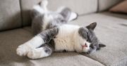 Znak, że kot cierpi. Pokazuje to w czasie snu