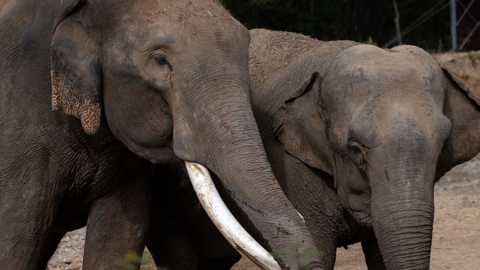 La Campana, Sinaloa - December 13: Asian Elephants at the Ostok Sanctuary in La Campana, in the Mexican state of Sinaloa on Wednesday, Dec. 13, 2023. The elephant on the left is known as "Big Boy." He was rescued from a circus. (Francine Orr / Los Angeles Times via Getty Images)