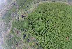 Niezwykły, okrągły las. To nie UFO, to japońscy naukowcy