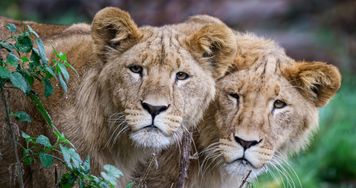 WWF alarmuje: spadek o 73 proc. w populacjach dzikich zwierząt. Są też dobre wiadomości