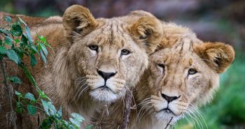 WWF alarmuje: spadek o 73 proc. w populacjach dzikich zwierząt. Są też dobre wiadomości