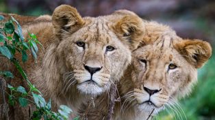 WWF alarmuje: spadek o 73 proc. w populacjach dzikich zwierząt. Są też dobre wiadomości