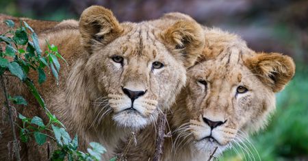 WWF alarmuje: spadek o 73 proc. w populacjach dzikich zwierząt. Są też dobre wiadomości