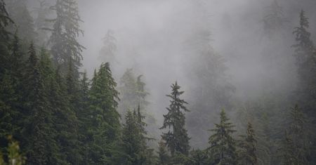 Rekord temperatur w grudniu na Alasce. To było najcieplejsze Boże Narodzenie w historii
