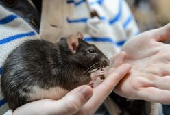 Nowy wirus odzwierzęcy. Pierwsze zakażenie w Niemczech