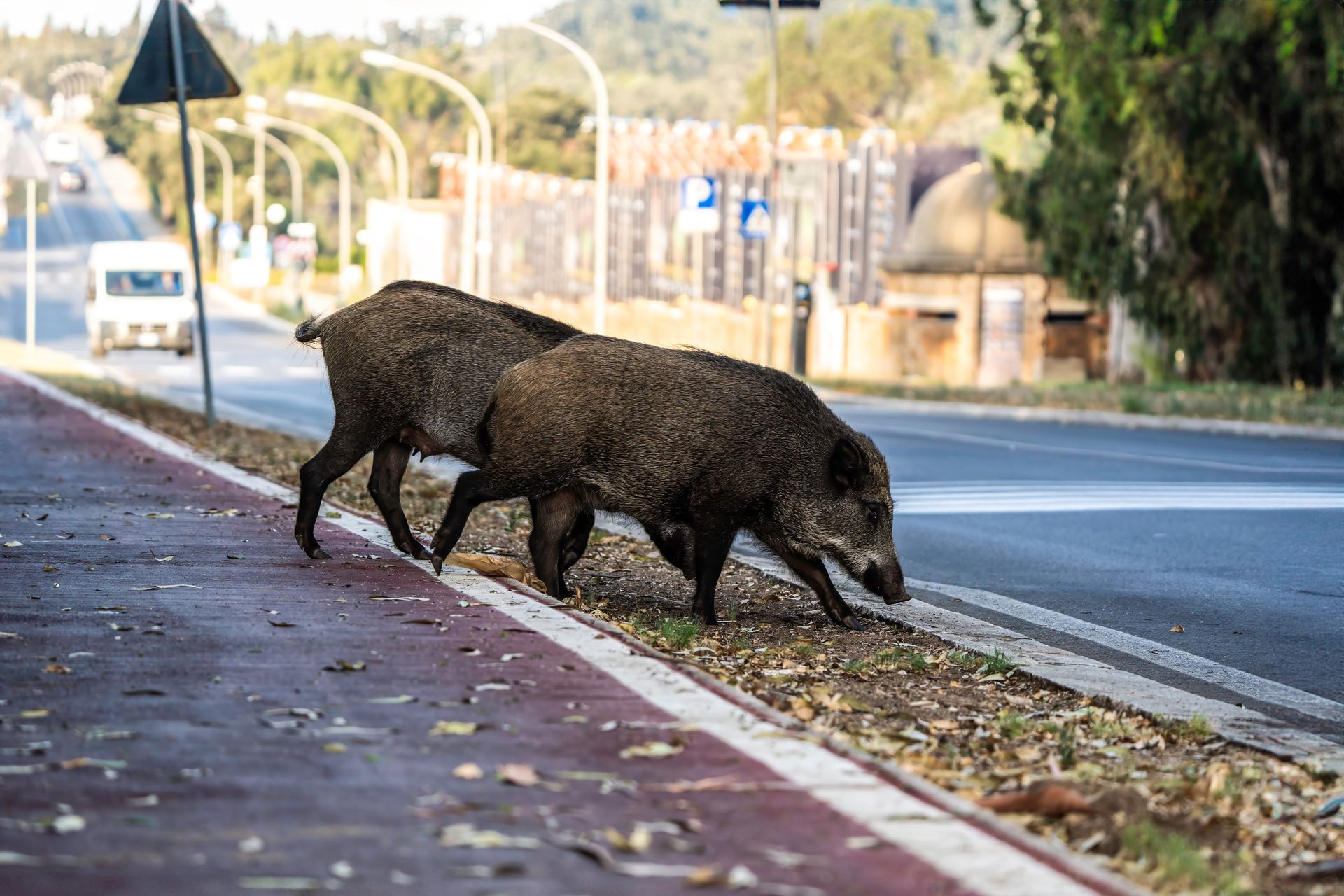 Dzik zaatakował kobietę w Warszawie. Trafiła do szpitala