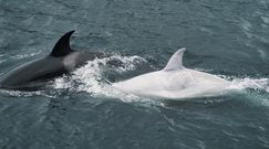 Biała orka. Rzadki okaz pierwszy raz zauważony u wybrzeży Alaski