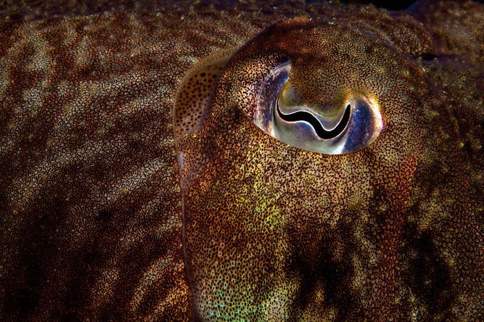 10 lat konkursu British Wildlife Photography Awads. Oto najlepsze zdjęcia 11