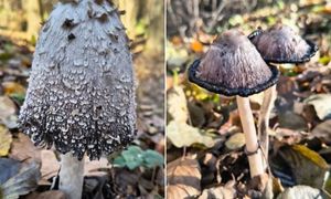 "Znikający cud natury". Leśnicy pokazali niezwykłego grzyba