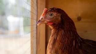 Produkcja drobiu. Branża potrzebuje zmian w prawie