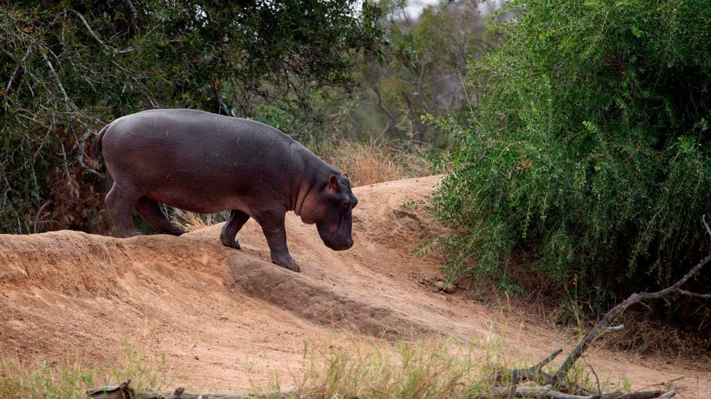 Brytyjski łowca namawia do polowania na zagrożone zwierzęta. Zdj. ilustracyjne