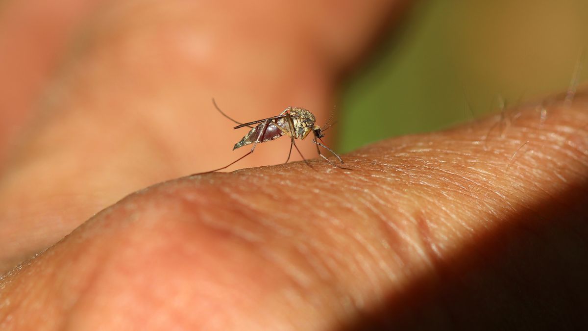 Przenoszone przez komary tropikalne choroby będą w Europie coraz