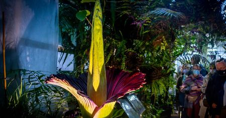 Sensacja botaniczna. Dziwidło zakwitnie po raz pierwszy od czterech lat