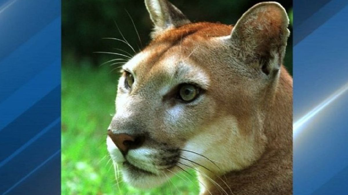 Dramat w USA. Puma rzuciła się na ośmiolatka. 