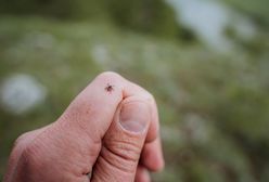 Jedz codziennie, a kleszcze będą cię omijać. Nie znoszą tego zapachu