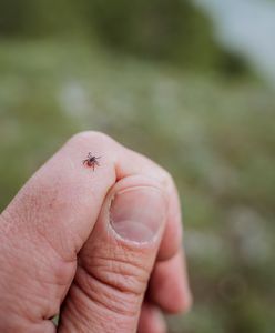 Jedz codziennie, a kleszcze będą cię omijać. Nie znoszą tego zapachu
