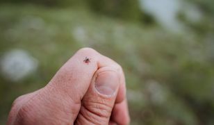 Jedz codziennie, a kleszcze będą cię omijać. Nie znoszą tego zapachu
