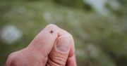 Jedz codziennie, a kleszcze będą cię omijać. Nie znoszą tego zapachu