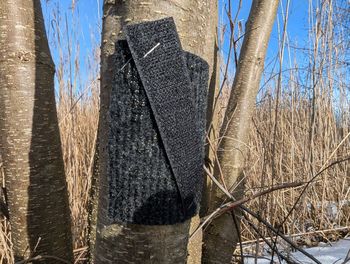 Pojawiły się na drzewach. Nie zrywaj ich!