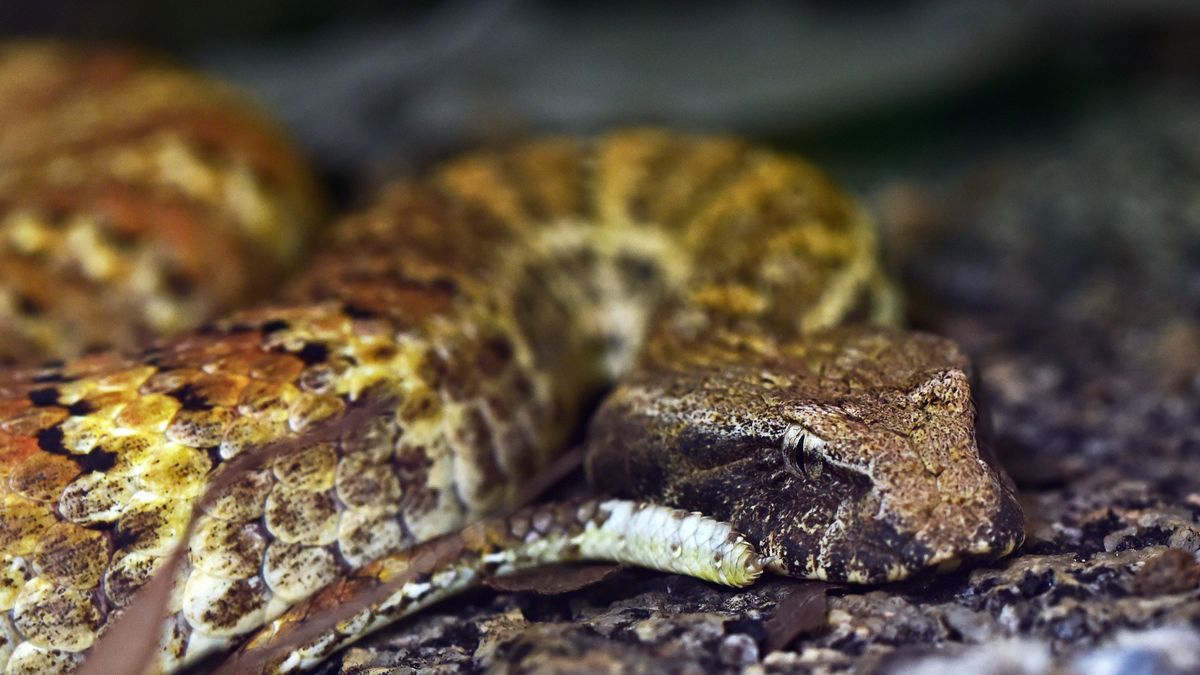 Tony Mohammed i jego żona nie spodziewali się, że kiedy będą spali, do ich namiotu wślizgnie się nieproszony gość