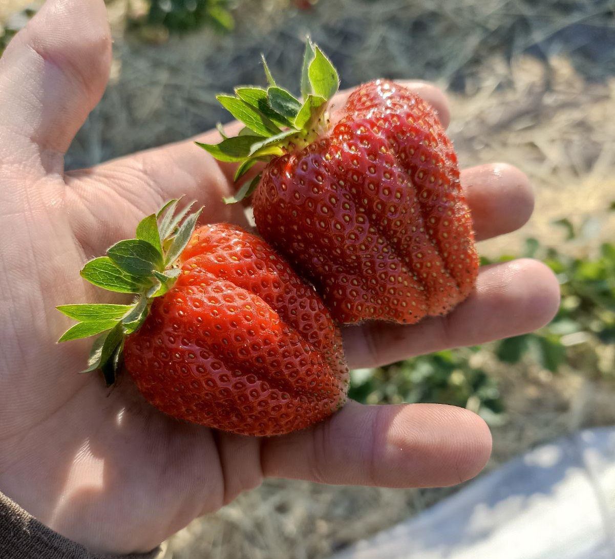 Truskawki w czasie zeszłorocznych samozbiorów z 5 czerwca