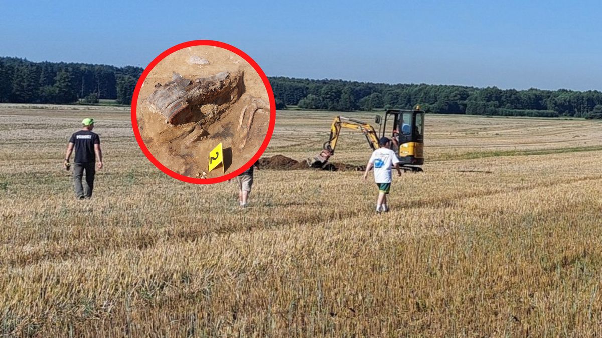 Odkrycie na polu na Dolnym Śląsku.
