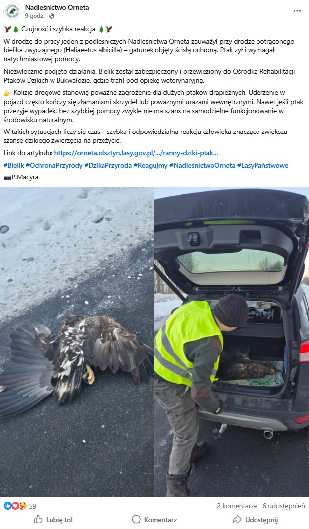 Leśnicy pomogli rannemu bielikowi.