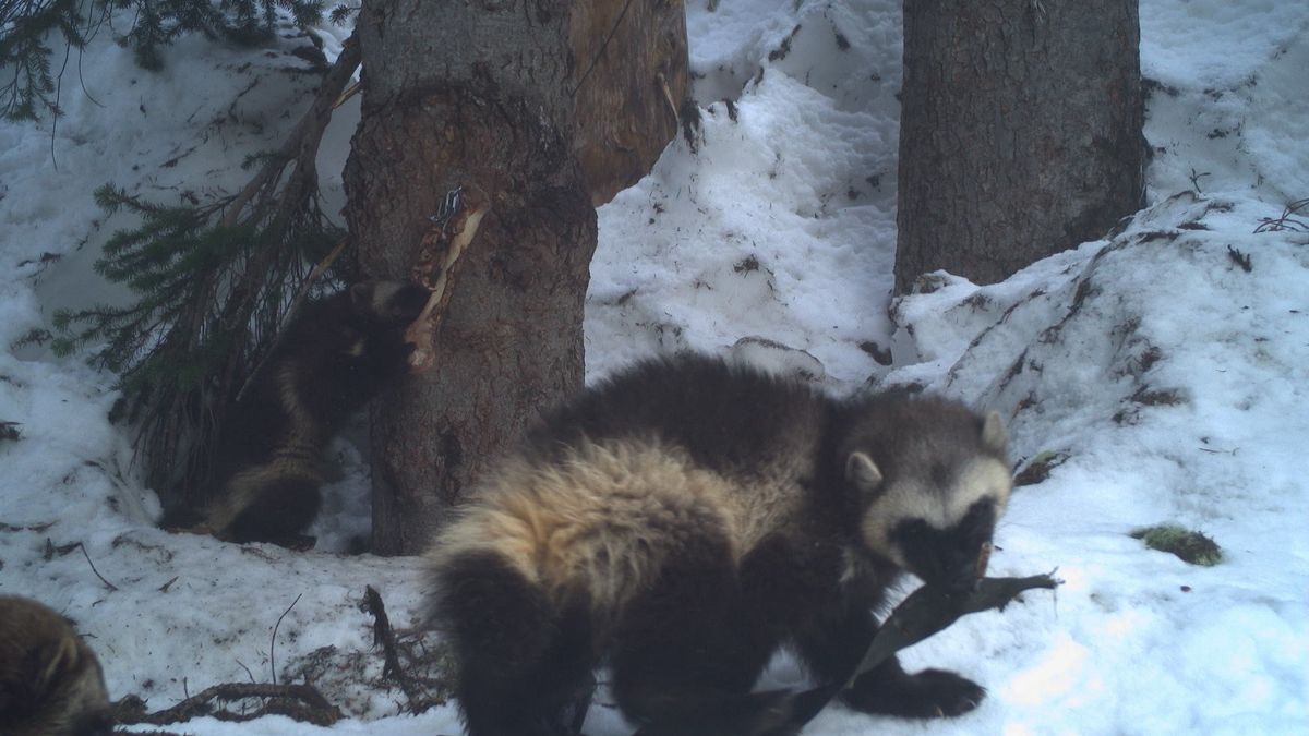 Rosomaki są niezwykle rzadkie.