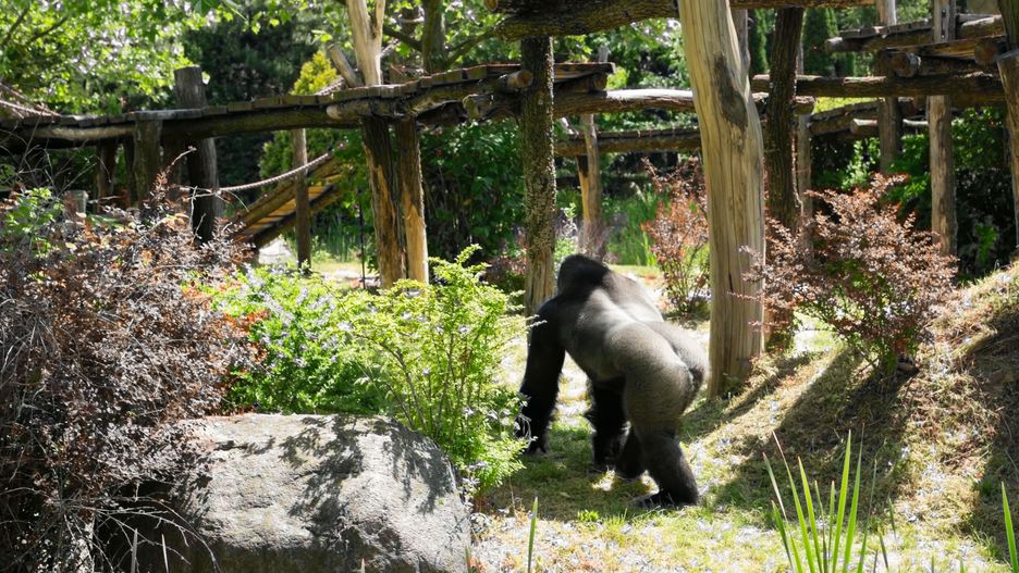 Goryl z warszawskiego zoo