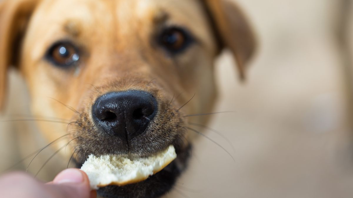 Czy pies powinien jeść chleb?