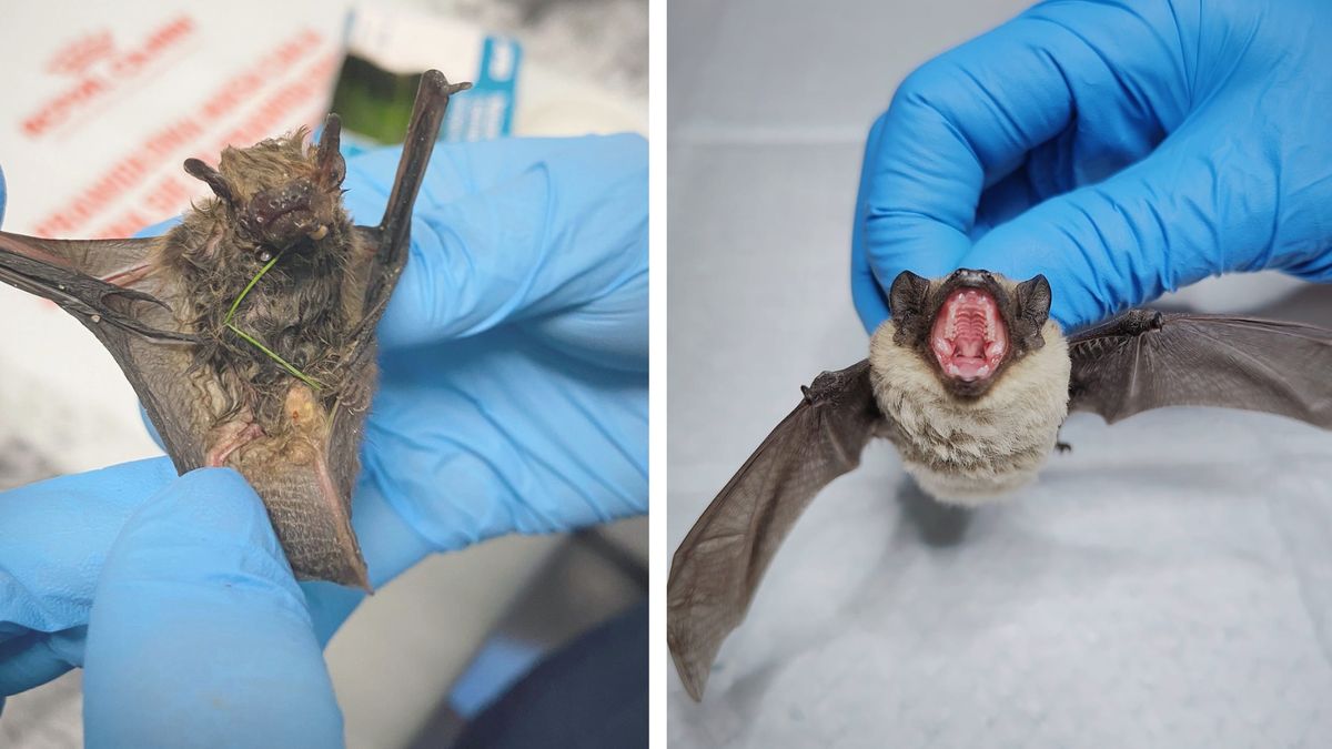 Jednego dnia do EKOSTRAŻy trafiły dwa wystraszone i wychudzone nietoperze