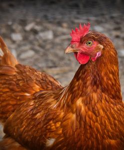У Нідерландах вбили 200 000 курчат через пташиний грип