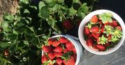 Niemcy szukają pracowników do zbioru truskawek. Ile można zarobić?