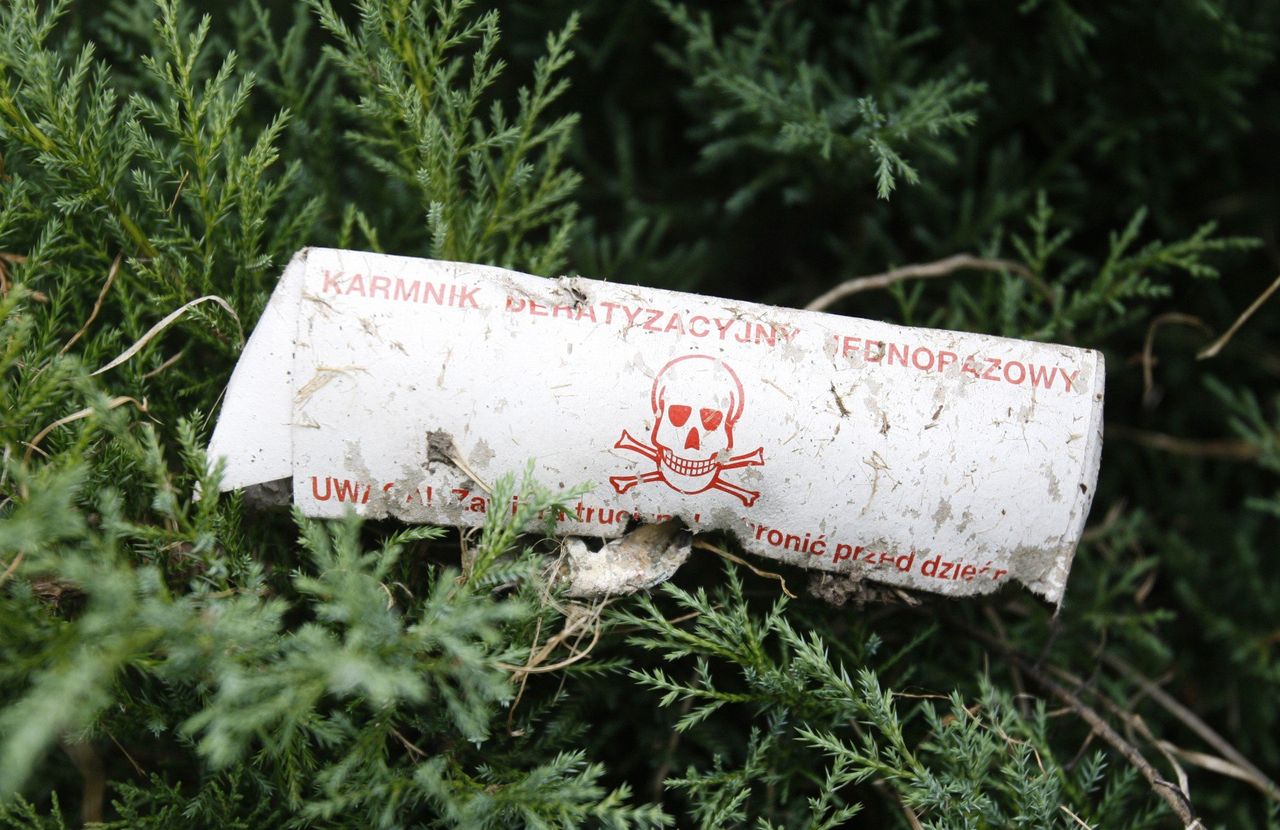 Tą rośliną otruto sławnego filozofa. Latem codziennie ją mijasz po drodze
