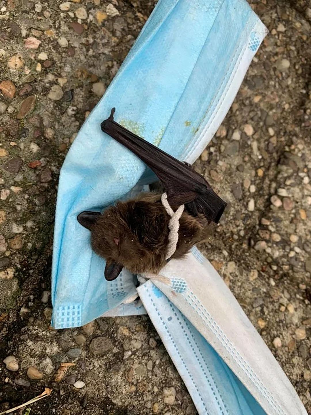 Rękawiczki i maseczki kontra środowisko. Zdjęcia pokazują skutki pandemii 3