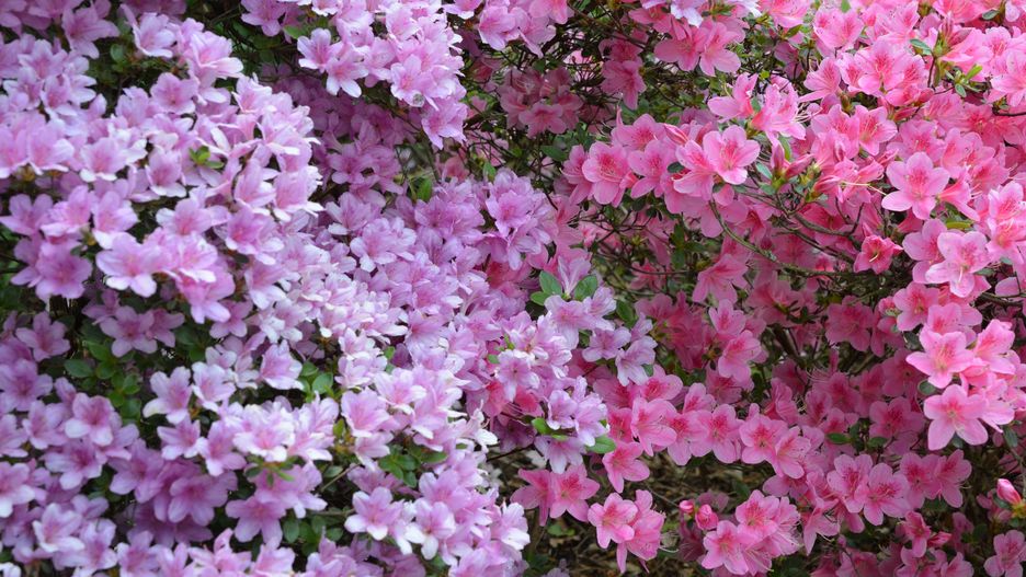 rododendrony, azalie, wielkie, kwiaty, krzaki, rabaty, dorodne, różaneczniki, fioletowe, odcienie, w